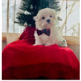 Maltese Puppies from OT Maltese & Co