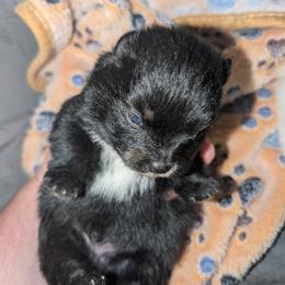Black and Tan Boy - Black and tan male Pomeranian puppy in Danielsville, Georgia from PassionatePomPoms