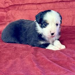 Miniature Australian Shepherd and Toy Australian Shepherd Puppies from Rockin J Lil Aussies