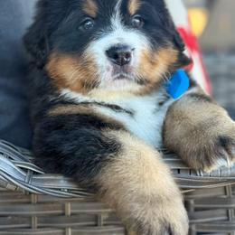 Frosty - Black and rust male Bernese Mountain Dog puppy in Purcell, Oklahoma from Swiss Berner Bears