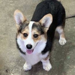 Marshal - Pembroke Welsh Corgi