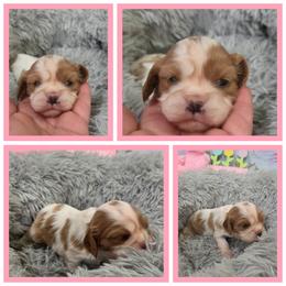 Meredith - Blenheim female Cavalier King Charles Spaniel puppy in Sparta, Georgia from Southern Edge Kennel