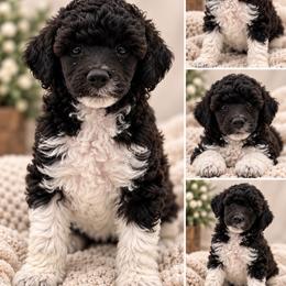 Holstein - Parti male Poodle puppy in Grass Valley, California from Sapphire Ridge Poodles