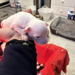 Papillon Puppies from ANTON KOTLJAROV