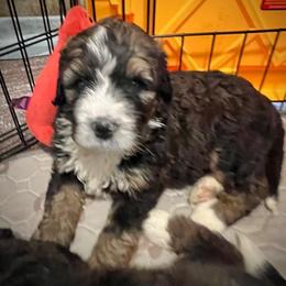 Republic - Sable male Bernedoodle puppy in Kansas City, Missouri from Beary GoldenDoodles