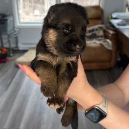 Girl 1 - Black and red German Shepherd puppy in Maple Grove, Minnesota from Von Palmore Hof