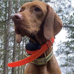 Vizslas from On Point Farm
