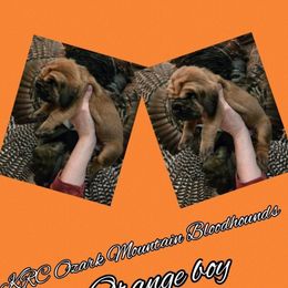 Boy 2 - Red male Bloodhound puppy in Stone Hill, Missouri from KRC Ozark Mountain Bloodhounds