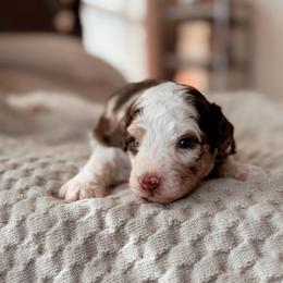 Kenai, Boy - Chocolate merle male Bernedoodle puppy in Maricopa, Arizona from Desert Ridge Doodles
