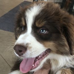Australian Shepherd Puppies from Copper Sky Aussies of the Cental Coast