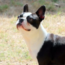 Boston Terriers, Bulldogs, and French Bulldogs from JP Ranch Bulldogs