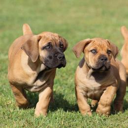Petunia (Purple) - Brown female Boerboel puppy in Shawnee, Oklahoma from TXT Boerboels