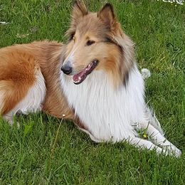Collies from Tyler Brook Farm