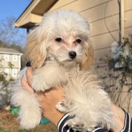 'Princess' Taffie - Cream female Maltipoo puppy in Chattanooga, Tennessee from Joy-fur puppies