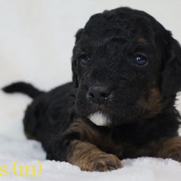 Mars - Poodle puppy from K & M Home Kennels