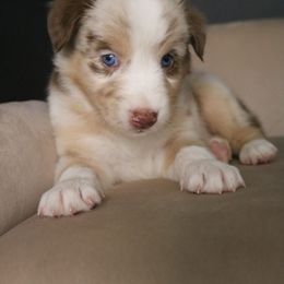 Australian Shepherd Puppies from Kiki's Aussies