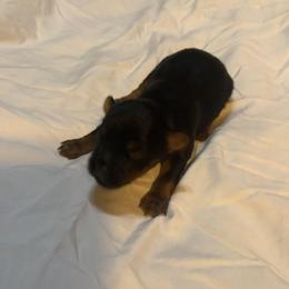 Avery - Black and tan male Yorkshire Terrier puppy in East Palatka, Florida from Patricia Diffey