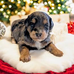 Buddy - Blue merle male Bernedoodle puppy in Sparta, Missouri from Sis' Doodles & Poodles