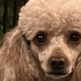 Assorted Doodle Crosses, Pomeranians, and Poodles from Bee Mine Poodles, Doodles and Pomeranians