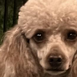Assorted Doodle Crosses, Pomeranians, and Poodles from Bee Mine Poodles, Doodles and Pomeranians