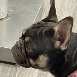 Roux - French Bulldog