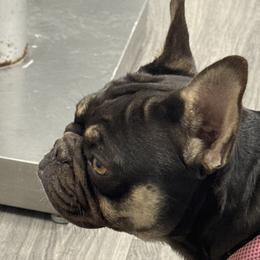 Roux - French Bulldog