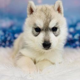 Siberian Husky Puppies from JST Siberians