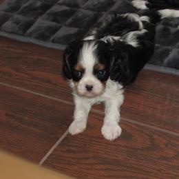 Tri boy 2 - Tri-color male Cavalier King Charles Spaniel puppy in Harvard, Illinois from Lori's Cavalier King Charles Spaniels & Dachshunds