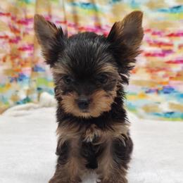 Rose TINY TEACUP - Blue and gold female Yorkshire Terrier puppy in Monticello, Iowa from Ashley’s Puppies