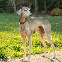 Mirage - Saluki