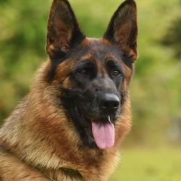 Maria - German Shepherd