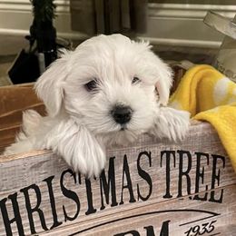 Miniature Schnauzers from Michele’s South Louisiana Miniature Schnauzers