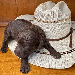 Labradoodle Puppies from Maple Bakin’ Doodles