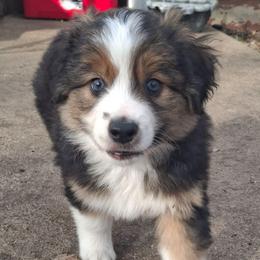 Oliver - Black tri male Miniature Australian Shepherd puppy in Copperas Cove, Texas from Aussies Acre
