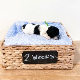 Assorted Doodle Crosses, Goldendoodle, and Sheepadoodle Puppies from Novadoodles801