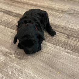 Rip - Black and white male Cockapoo puppy in Brookings, South Dakota from Hofer Pups