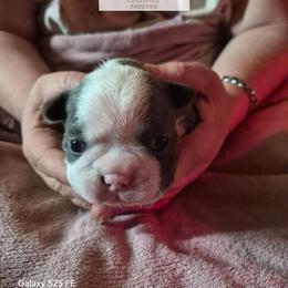 Faye - Blue female Boston Terrier puppy in Colorado Springs, Colorado from M&Bs Boston Terriers