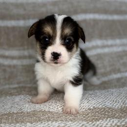 Olive - Black and tan female Pembroke Welsh Corgi puppy in Moreno Valley, California from House of Paws & Co.