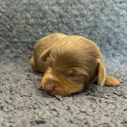 Titan - Fawn (isabella) and cream male Dachshund puppy in Copperhill, Tennessee from Tuff Country Farm