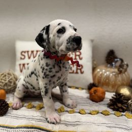 Crayons - White and black female Dalmatian puppy in Carlsbad, New Mexico from ECMO Farm Dalmatians & Labrador Retrievers