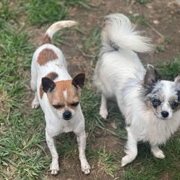 Bibi - Chihuahua