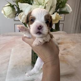 Female 3 - White female Cavapoo puppy in Sacramento County, California from Sac-Town Poodles and Doodles