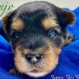 Banjo - Black and tan male Yorkshire Terrier puppy in Galesburg, Illinois from Sunny Sky Yorkies