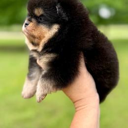 Fred - Black and tan male Pomeranian puppy in Willis, Texas from Treasured Jewels Pomeranians