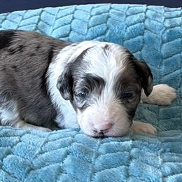 Coby - Blue merle male Aussiedoodle puppy in Cedar Park, Texas from Lollipups Mini Aussiedoodles