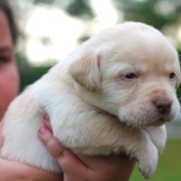 Labrador Retriever Puppies from Palm Beach Labradors