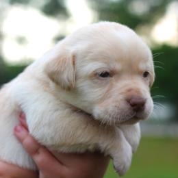 Labrador Retriever Puppies from Palm Beach Labradors