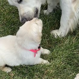 Golden Retriever and Jack Russell Terrier Puppies from Shelby Burleson's Golden Retrievers and Jack Russell Terriers