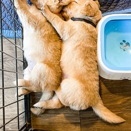 Golden Retriever Puppies from Ruff Life Goldens