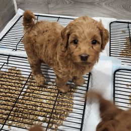 Aussiedoodle, Bernedoodle, and Goldendoodle Puppies from Doodle Paws Pups
